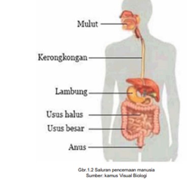 Orang Tua Wajib Tahu! Ini 3 Ciri Pencernaan Anak Sehat