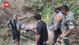 VIDEO: Anak Gajah Sumatera Ditemukan Mati di Aliran Sungai