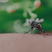 Sudah Tahu? Ternyata Ini 5 Alasan Kenapa Kamu Sering Jadi Sasaran Gigitan Nyamuk!