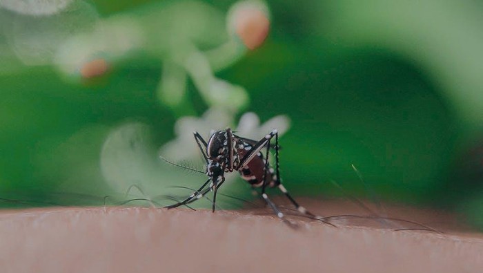 Sudah Tahu? Ternyata Ini 5 Alasan Kenapa Kamu Sering Jadi Sasaran Gigitan Nyamuk!