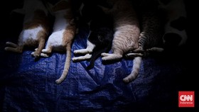 FOTO: Kucing-kucing Jakarta Disterilisasi
