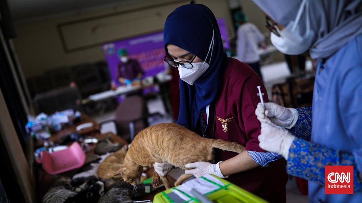 FOTO: Kucing-kucing Jakarta Disterilisasi