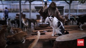 Pencinta Binatang Kecam Penembakan Kucing di Sesko TNI Bandung