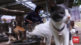 Warga Ledakkan Petasan di Anus Kucing karena Kesal Sering BAB di Rumah