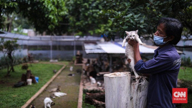 FOTO: Kucing-kucing Jakarta Disterilisasi