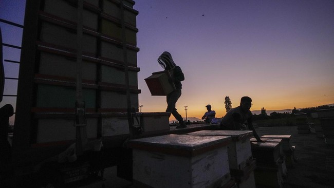 FOTO: Kekeringan Mengintai Lebah Madu di Chile