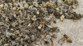 Lebah Juga Butuh Vaksin, Cek Efek Dahsyatnya pada Kekebalan Larva