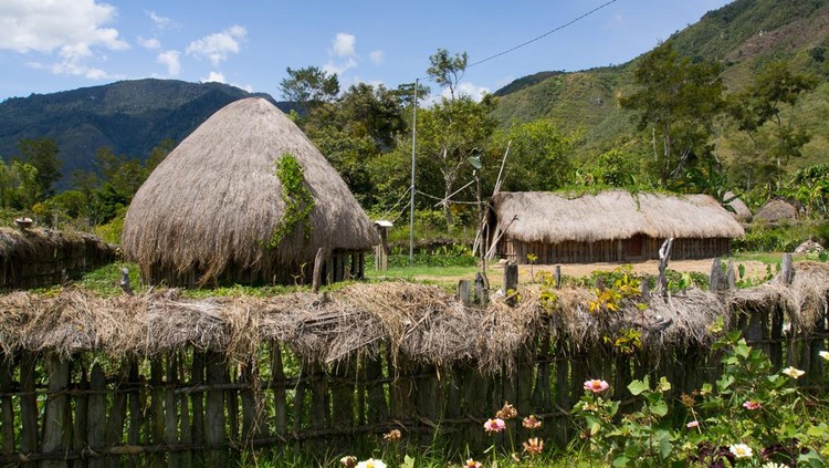Wamena, Indonesia - January 23, 2015: Cottage covered with dry leaves of banana in the Dani tribe village.