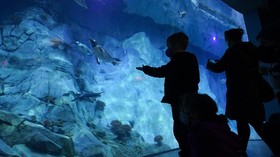 FOTO: Menyusuri Pusat Konservasi Penguin Terbesar di Dunia