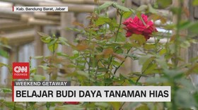 VIDEO: Belajar Budi Daya Tanaman Hias