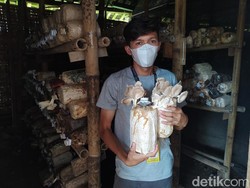 Wisata Edukasi Jamur Borobudur, Bisa Belajar Budi Daya-Cicipi Olahan