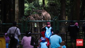 Elang-elang Ragunan dan Mereka yang Berbenah Sambut Libur Lebaran
