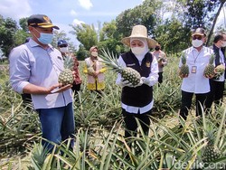 Ketika Khofifah Kagumi Rasa Nanas Pasir Kelud yang Segar Seperti Melon