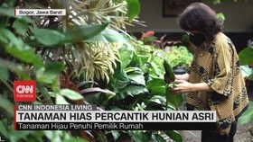 VIDEO: Tanaman Hias Percantik Hunian Asri
