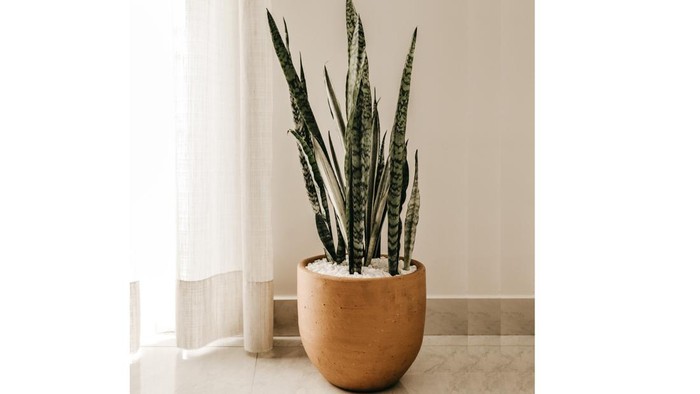 7 Tanaman yang Nggak Boleh Ada di Depan Pintu, Bisa Undang Energi Buruk Kata Fengshui