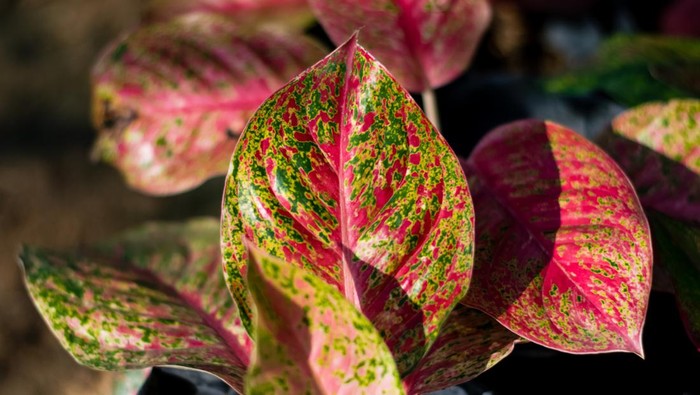 Beautiful Aglonema Plant with Colorful Foliage, sacred tree of Thailand.