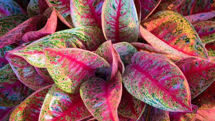 Ilustrasi Aglonema Warna Menor Natural flower pink and white in garden, soft focus.