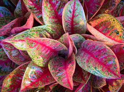 Perbedaan Aglonema Ruby Pink dan Lady Valentine: Warna Daun, Corak, hingga Cara Merawatnya