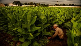 FOTO: Jerit Petani Tembakau Kuba Kehabisan Pupuk dan Pestisida