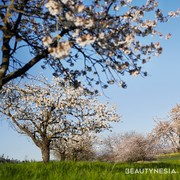 Mencoba Kesegaran Aroma Sakura Prancis di Rangkaian Produk Kecantikan