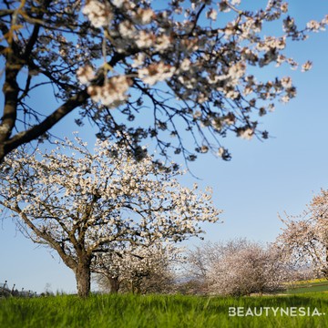 img-title Mencoba Kesegaran Aroma Sakura Prancis di Rangkaian Produk Kecantikan