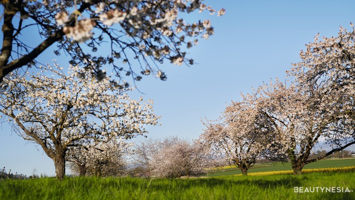 Mencoba Kesegaran Aroma Sakura Prancis di Rangkaian Produk Kecantikan