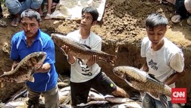 3 Ton Ikan Mitos Mati usai Banjir Pasaman Barat Sumbar