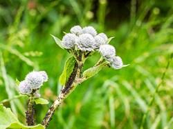 Mengenal Asal Mula Kehidupan dari Teori Abiogenesis, Apa Itu?