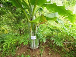 Menanti Pisang Raksasa di Ponorogo Berbuah