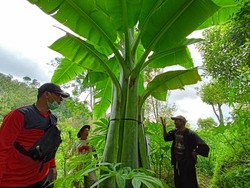 Sederet Keunikan Pohon Pisang Raksasa di Ponorogo: Mirip Sawi-Getahnya Kuning