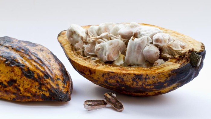 Mampu Redakan Kram Menstruasi, Ini 5 Manfaat Kakao untuk Kesehatan yang Belum Banyak Diketahui