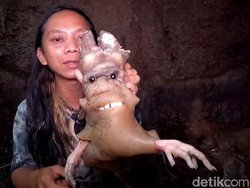 Cerita Dede Inoen Pernah Tumbang Gegara Mr P Digigit Ular