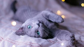 Kucing Rusia Dilarang Pentas Gara-gara Invasi ke Ukraina
