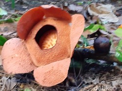 Rafflesia Patma Dikembangkan di Kebun Raya Bogor, Sudah 16 Kali Mekar