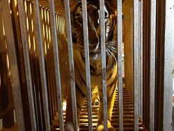 Singa dan Macan pun Diungsikan dari Ukraina ke Polandia