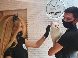Tak Gentar, Kafe Kucing di Ukraina Tetap Buka meski Ada Invasi Rusia