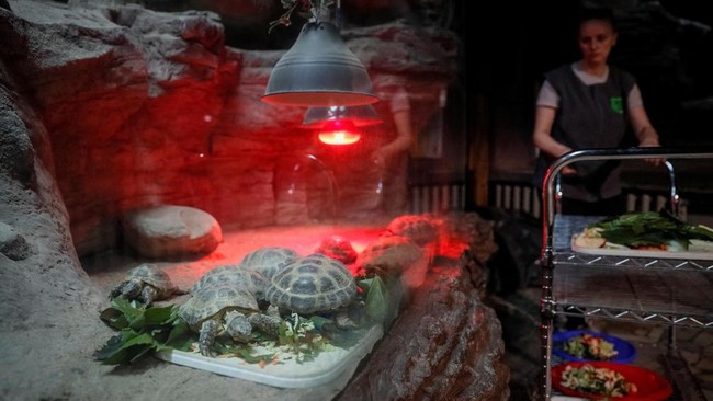 FOTO: Nestapa Kebun Binatang Kyiv di Tengah Gempuran Rusia