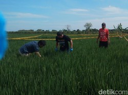 Mayat Wanita dengan Payudara-Kemaluan Terpotong, Ini Penyebab Kematiannya