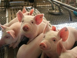 5 Bagian Tubuh Babi yang Ekstrem Ini Bisa Diolah Jadi Makanan Nikmat
