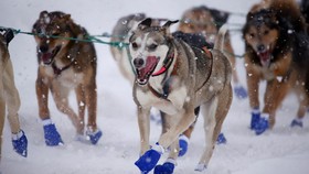 FOTO: 50 Tahun Balap Kereta Luncur Anjing di Alaska