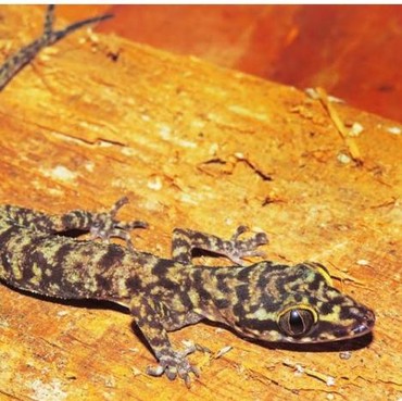 Lirik Lagu Cicak Cicak di Dinding