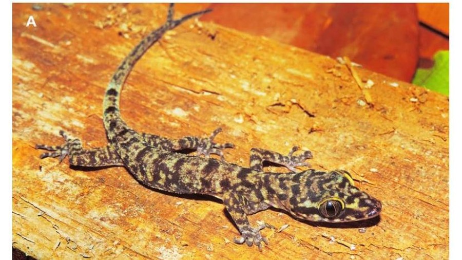 Pusat Penelitian Biologi Badan Riset Nasional dan Inovasi (BRIN) mengidentifikasikan cicak jarilengkung jenis baru bernama Cyrtodactylus papeda dari Kawasi, Palau Obi, Maluku Utara.