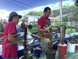 Kontes Tanaman Hias Puluhan Juta Digelar di Lumajang