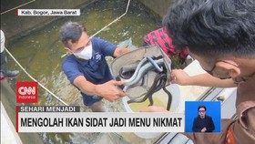 VIDEO: Sehari Menjadi Pembudidaya Ikan Sidat