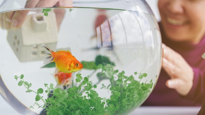 A woman's hand is decorating the aquarium in a fishbowl as a hobby.