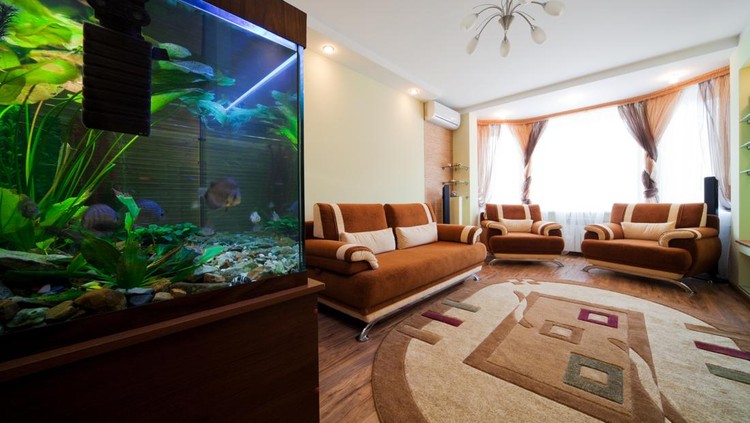 akuarium di rumah A woman's hand is decorating the aquarium in a fishbowl as a hobby.