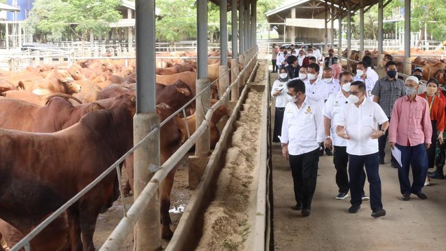 Kementan meminta tambahan anggaran senilai Rp2,6 triliun untuk pengadaan vaksin hingga obat-obatan penyakit mulut dan kuku (PMK).