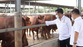 Menteri Pertanian Pastikan Stok Sapi Siap Potong Aman Hingga Lebaran