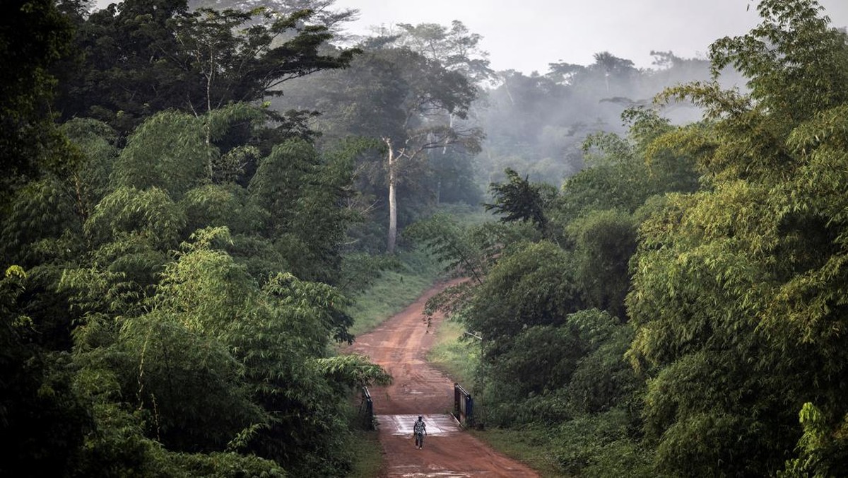 FOTO: Melawan Pembunuhan Tenggiling di Liberia