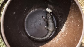 A baby pangolin is pictured in a bucket in a remote village on the outskirts of Bopolu on November 14, 2021. - Pangolins, scale-covered insect-eating mammals that are typically the size of a full-grown cat, are mostly active at night, snuffling throu